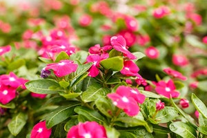 Mediterranean Vinca