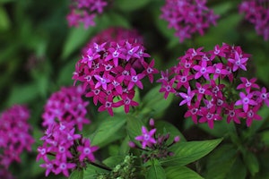 Pentas