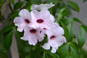Bower Vine