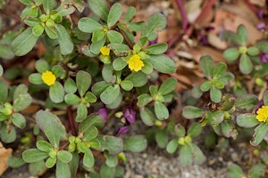 Purslane