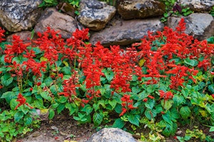 Red Salvia
