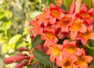 Tangerine Beauty Crossvine