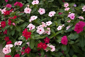 Vinca