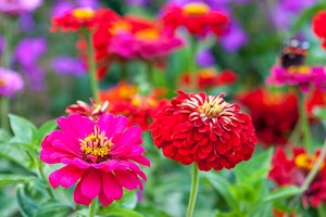 Zinnia