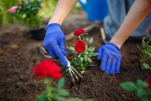 Planting Roses