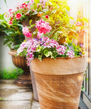 Potted Roses