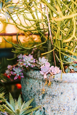 Container Gardening