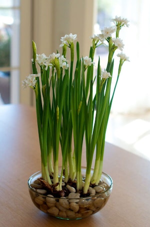 Forcing Bulbs