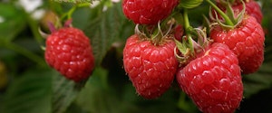 Baba Red Raspberries