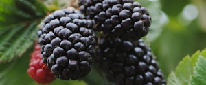 Olallieberry Blackberries