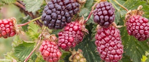 Thornless Boysenberries