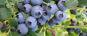 Emerald Blueberries