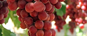 Seedless Flame Grapes