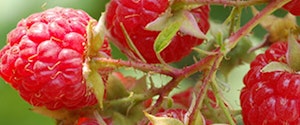 Heritage Red Raspberries