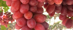 Seedless Ruby Grapes