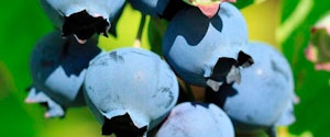 Sharpblue Blueberries