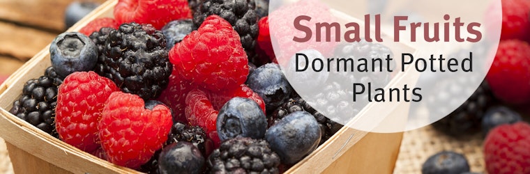 Small Fruits - Bare Root Dormant Plants