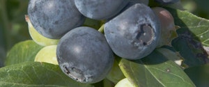 Sunshine Blueberries
