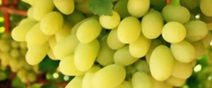 Seedless Thompson Grapes