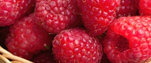 Willamette Raspberries