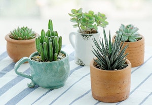 Succulent Care