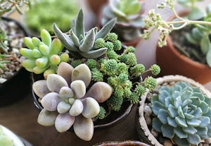 Succulent Care
