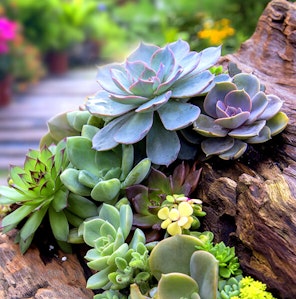 Succulent Care