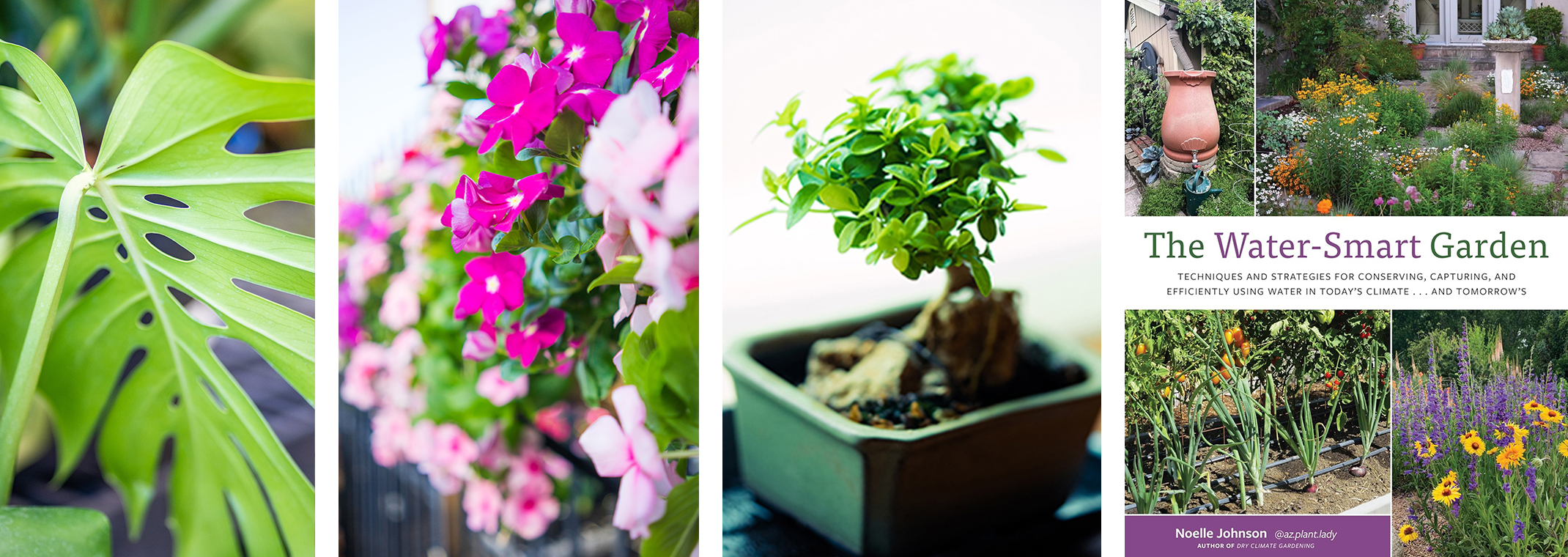 Monstera Houseplant, Vinca Flower Hanging Basket, Bonsai tree, and The Water-Smart Garden book.