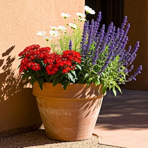 Zinnia, Cosmos, and Blue Salvia in a White Pot.