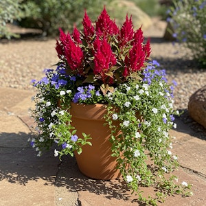 Celosia, Sweet Alyssum & Nierembergia in a tall pot in a Desert Yard.