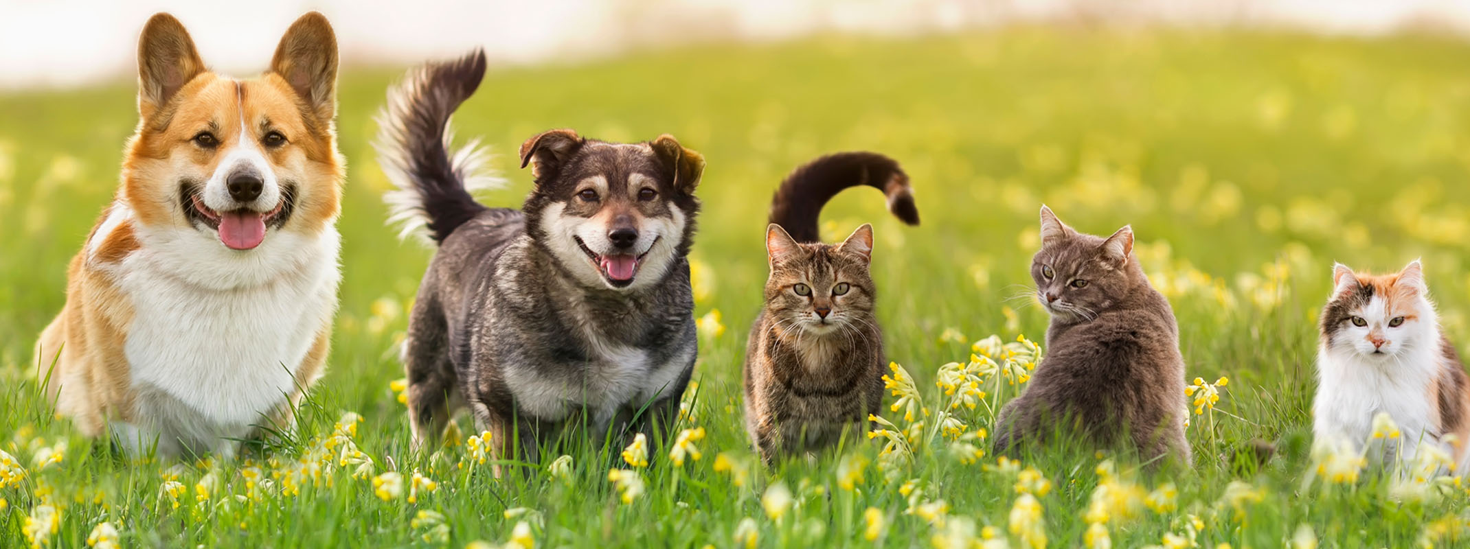 two dogs and 3 cats sitting in meadow of yellow flowers