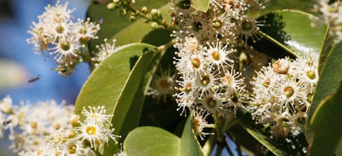catalina cherry shrub catalina cherry shrub
