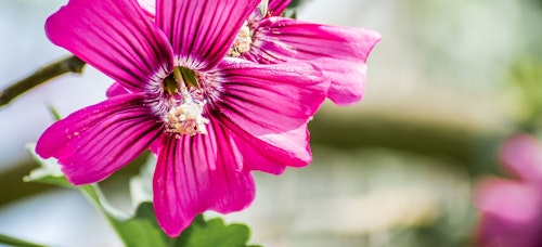 island mallow island mallow