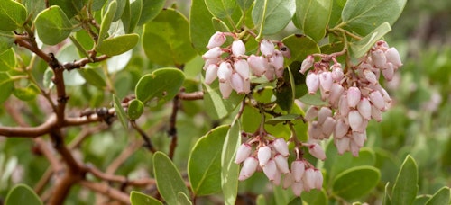manzanita shrub manzanita shrub