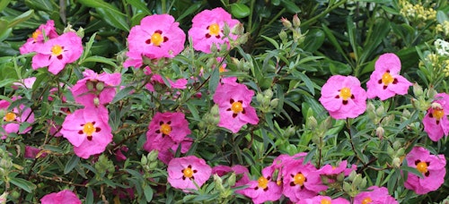 rockrose rockrose