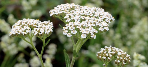 yarrow yarrow