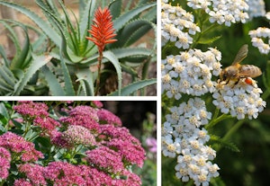 yarrow, sedum, and torch aloe firescape plants