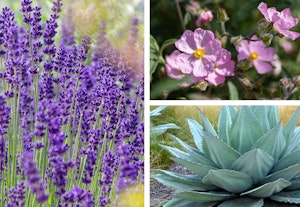 lavender, rockrose, agave parryi, dublin firescape plants