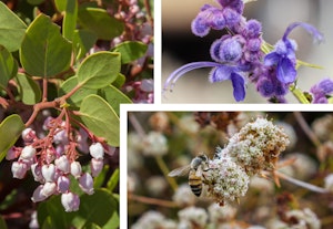 manzanita, wooly blue curls, california buckwheat novato firescape plants