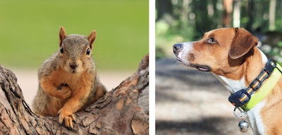 squirrel in tree and dog looking up squirrel in tree and dog looking up
