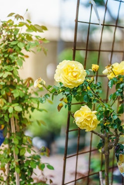 Close-up of yellow climbing roses with metal trellis in garden center.