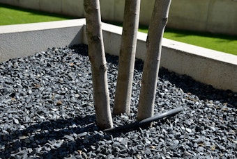 Tree trunks surrounded by rock mulch.