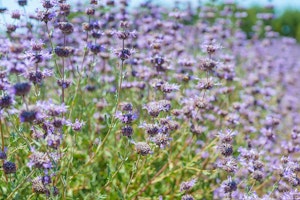 cleveland sage, salvia clevelandii
