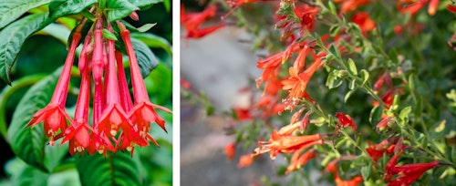 california fuchsia