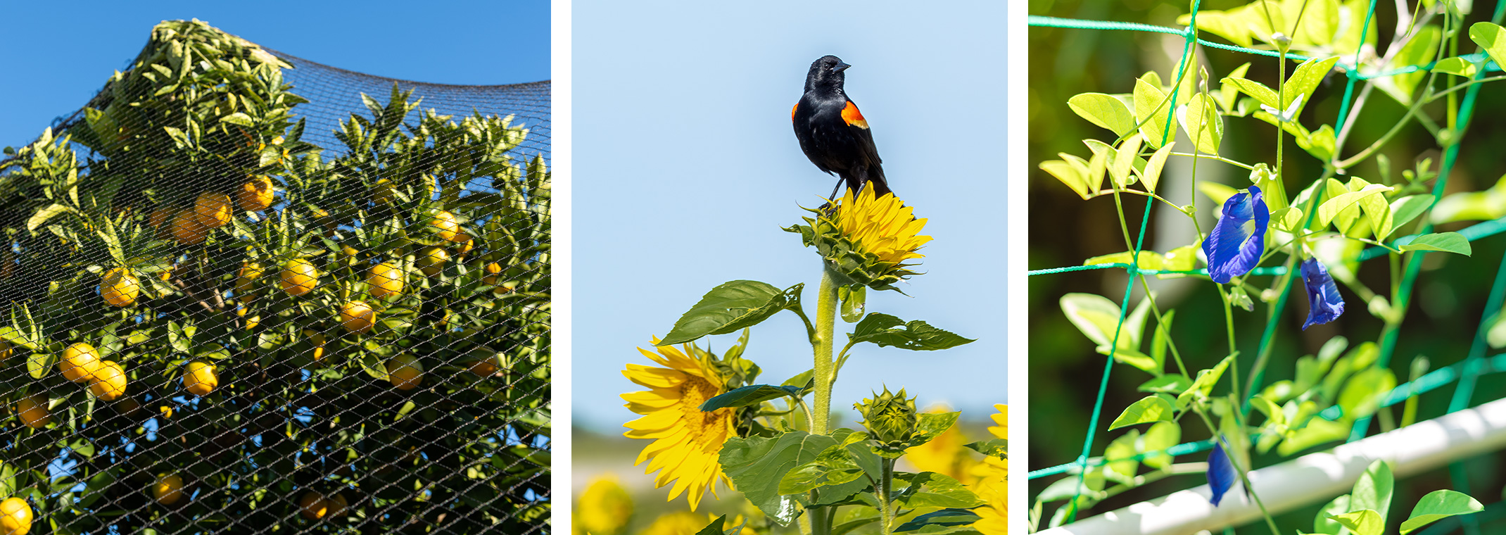 Citrus tree with netting, a bird on a sunflower, and an edible vine growing under a protective net.