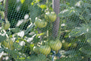 A close up of tomatoes growing under a protective net.