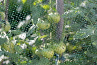 A close up of tomatoes growing under a protective net.