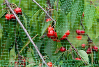 A close up of cherries growing under a protective net.