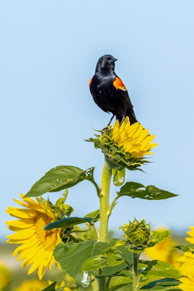 A closeup of a bird on sunflowers.