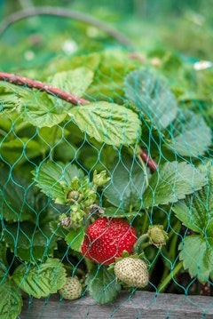 A closeup of strawberries growing under protective netting.